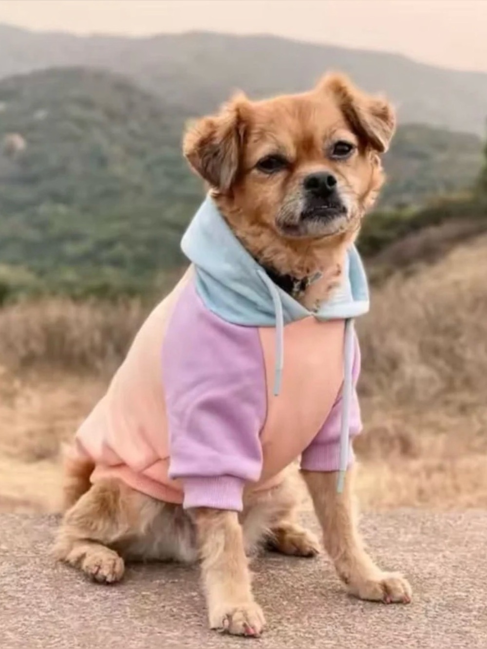 SPARKPAWS Pastel Colorblock Dog Pup Pullover Hoodie - Peach, Lilac & Light Blue